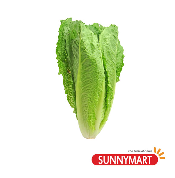 상추 / Romain Lettuce