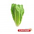 상추 / Romain Lettuce