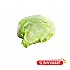 양상추 / Iceberg Lettuce